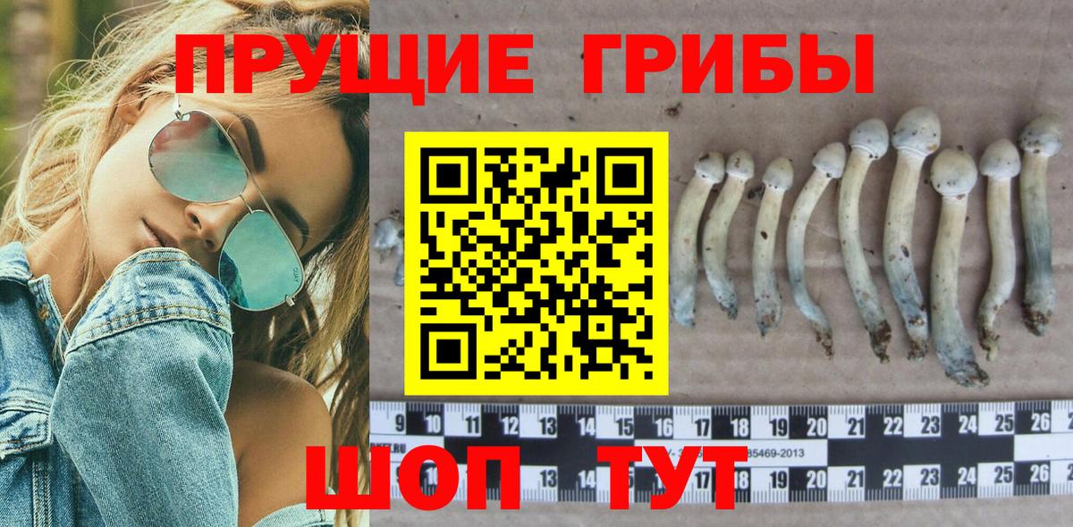 как найти закладки  Вход с VPN  Избербаш  Галлюциногенные грибы Cubensis 
